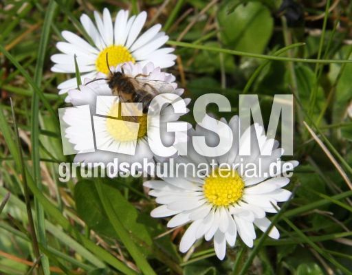 Wiese-Gänseblümchen-W-31.jpg